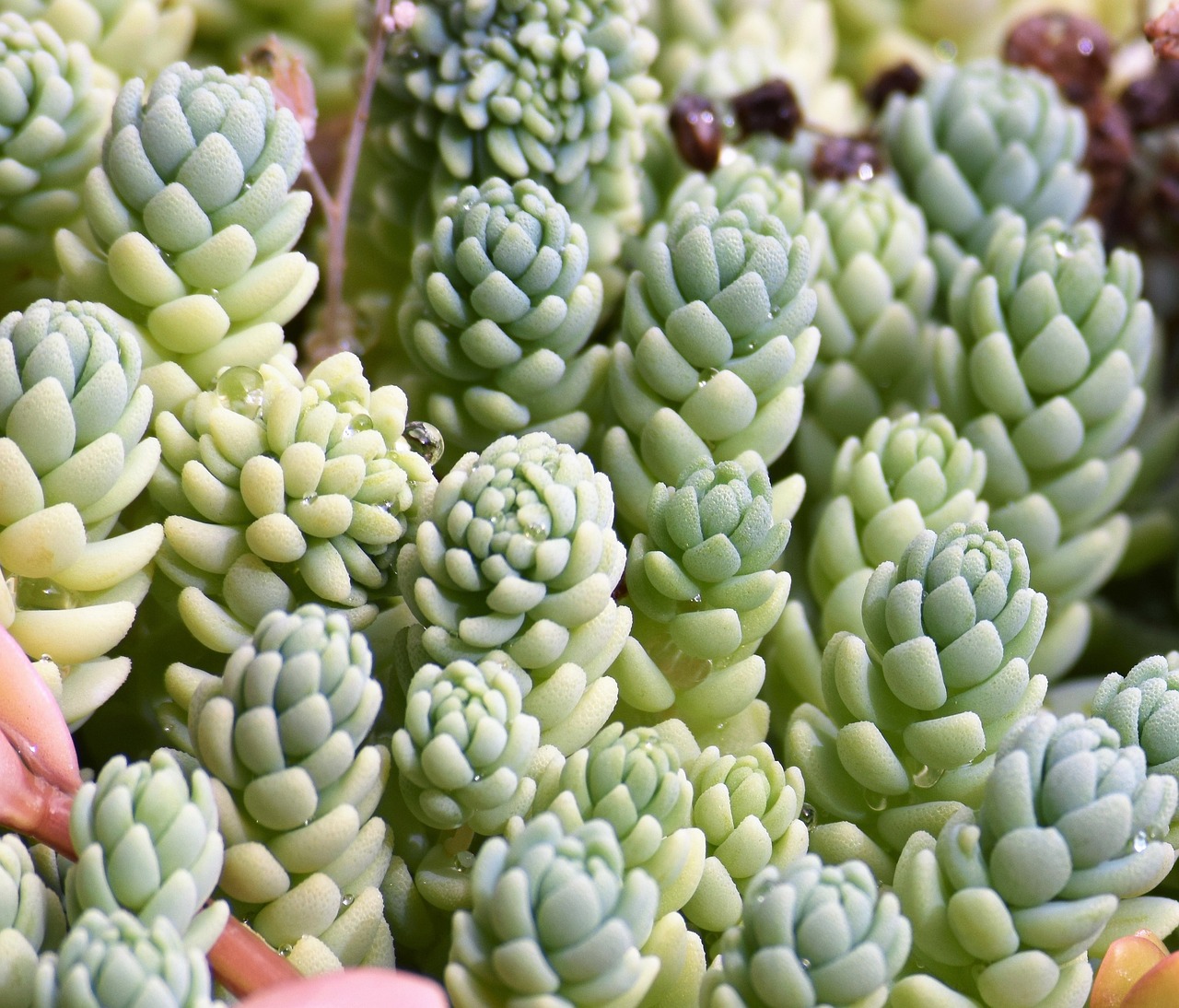 How to Create a Garden with Minimal Upkeep